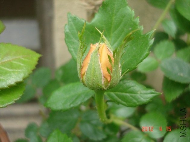 DSC04538.JPG