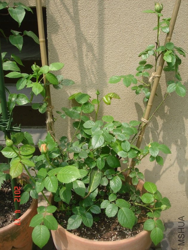 DSC04552.JPG