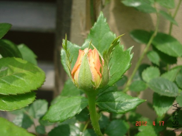 DSC04550.JPG