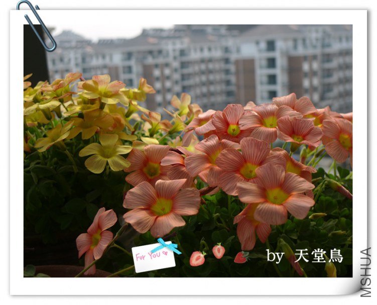 oxalis comosa.jpg