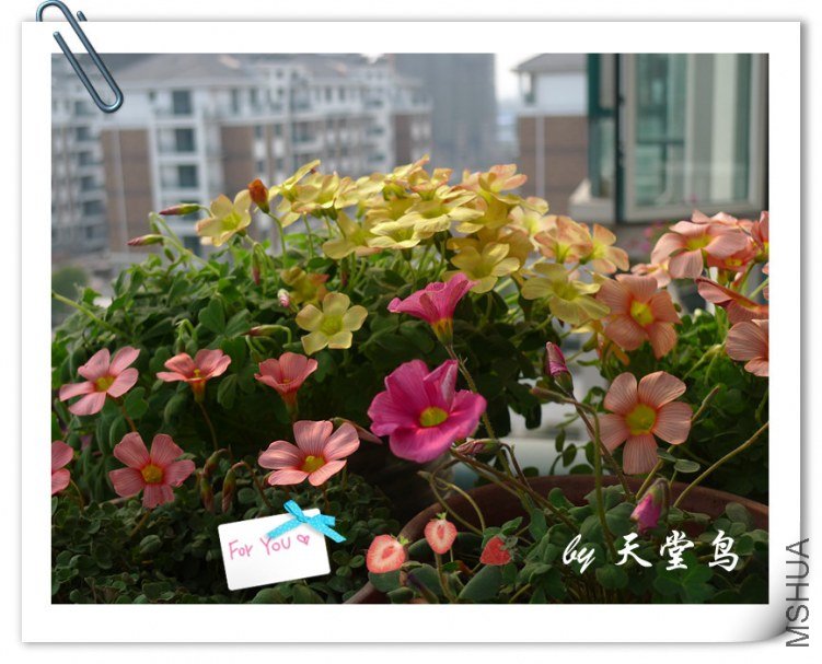 oxalis high pink.jpg