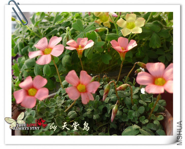 oxalis obtusa coral.jpg