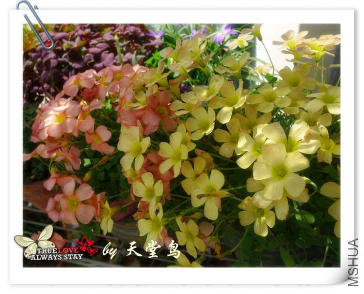 oxalis comosa1.jpg
