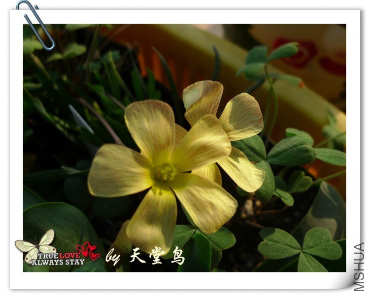 ��������� oxalis obtusa.jpg
