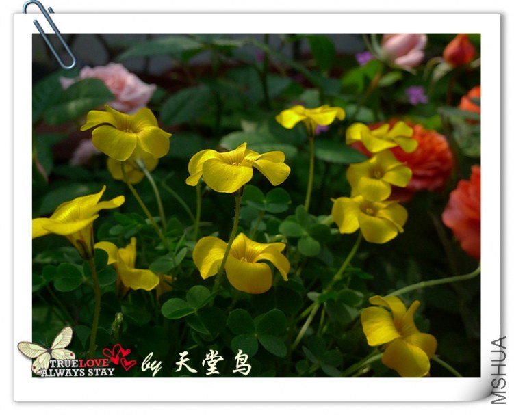 Oxalis lobata���ƺ�����.jpg