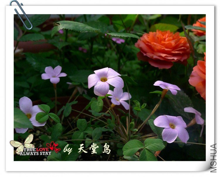 Oxalis nidulans.jpg