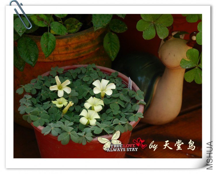 oxalis Brazil yellow.jpg