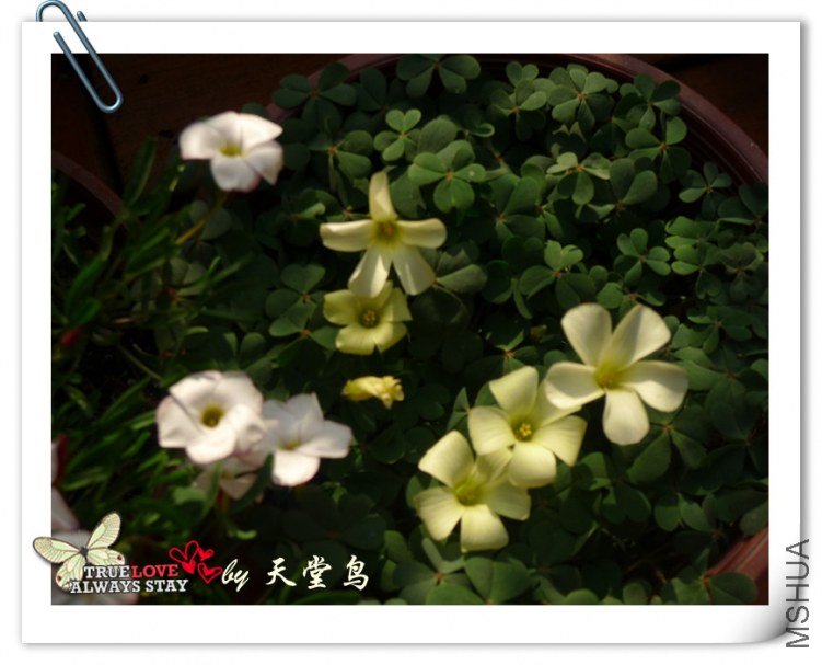 P1010158_����.jpg