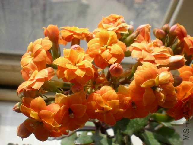����Ƭ 028.jpg