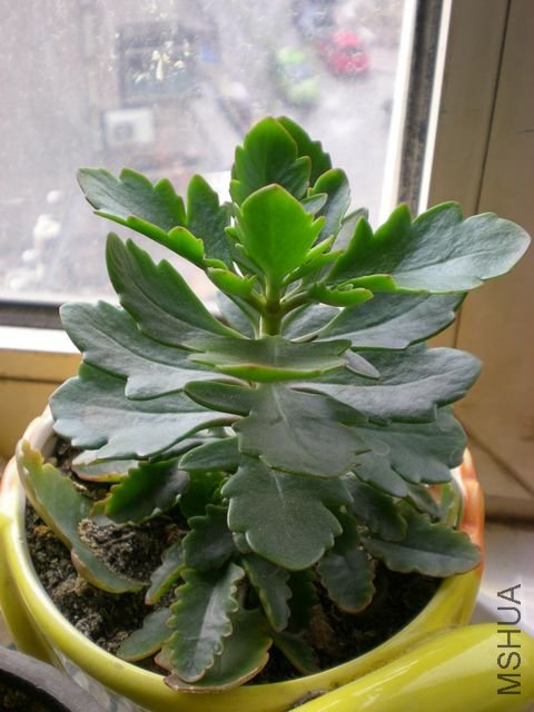 ����Ƭ 019.jpg
