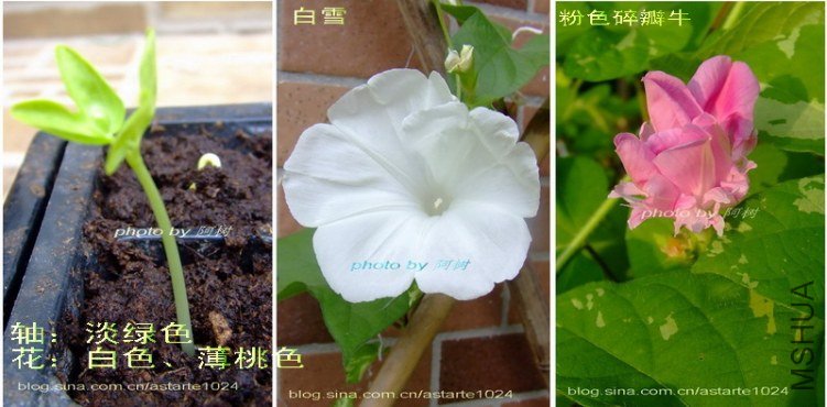 1 ����ɫ ��ɫ������ɫ.jpg