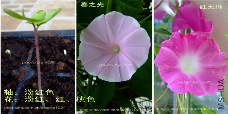 2 ����ɫ ���졢�졢��ɫ.jpg