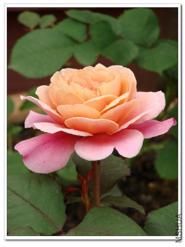 ңԶ�Ĺ��� (4).jpg