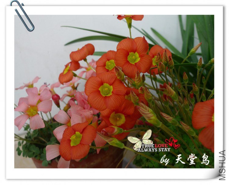 Oxalis inaequalis(����).jpg