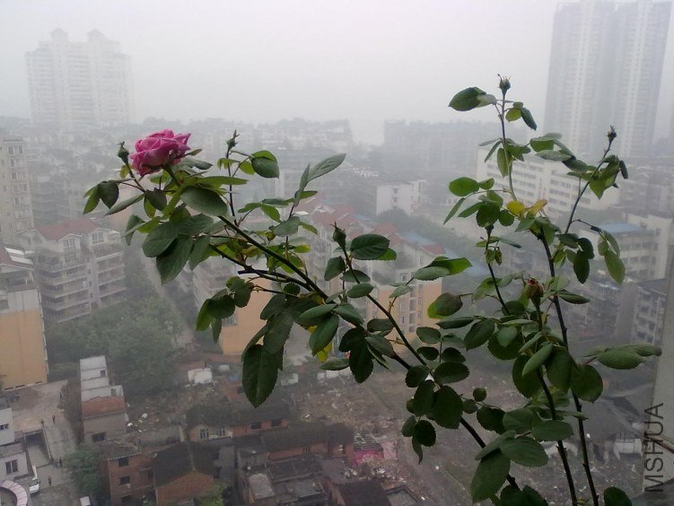 20120419104.jpg