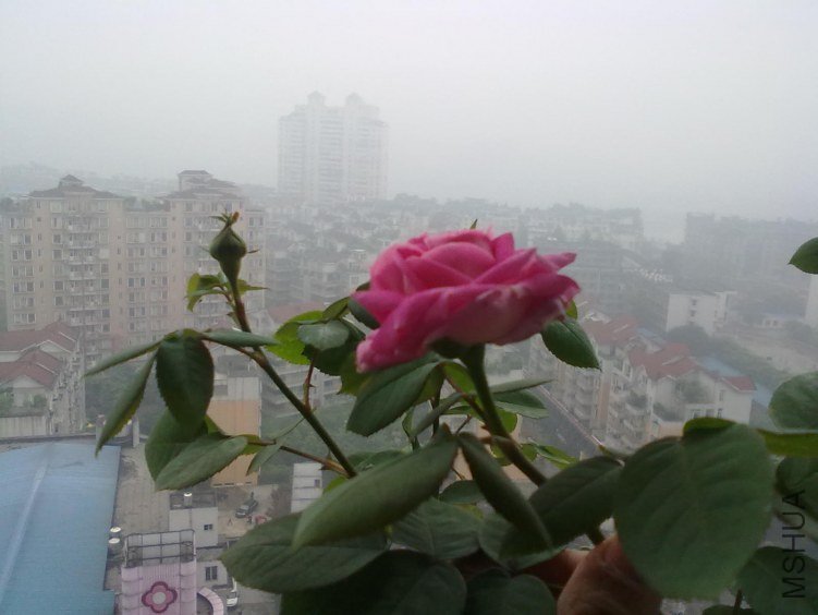 20120419106.jpg