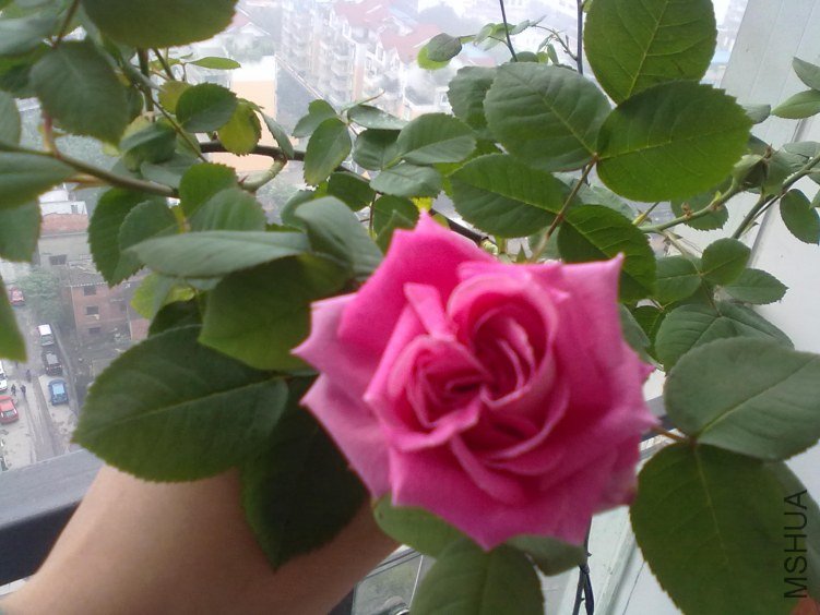 20120419105.jpg