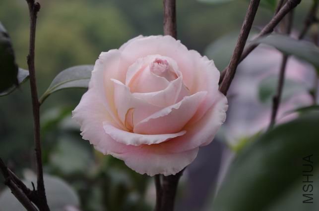 ������С IMGP0480.JPG