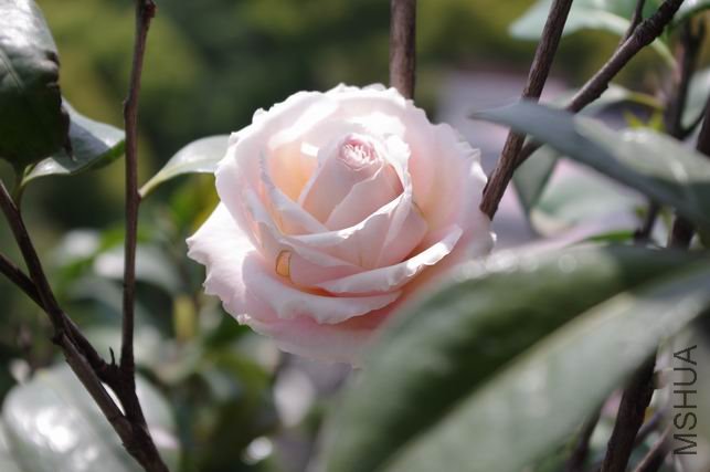 ������С IMGP0482.JPG