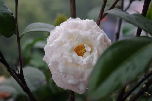 ������С IMGP0484.JPG