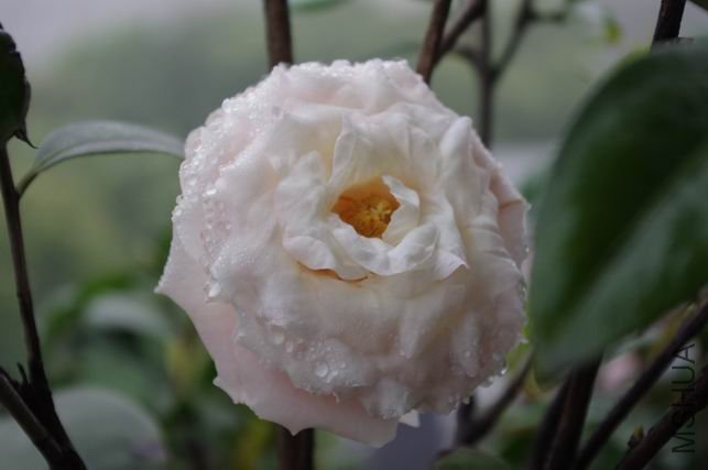 ������С IMGP0485.JPG