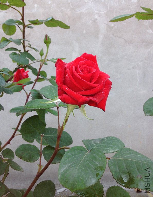 008_����.jpg