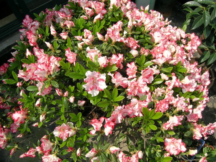 DSCN5238.JPG