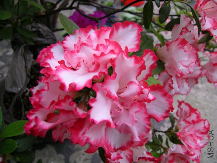 DSCN5278.JPG