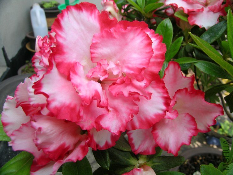 DSCN5244.JPG