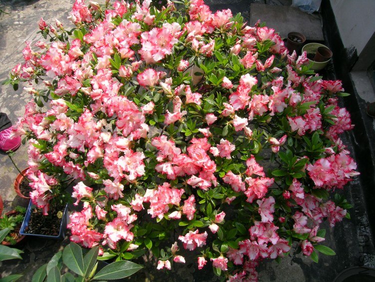 DSCN5246.JPG