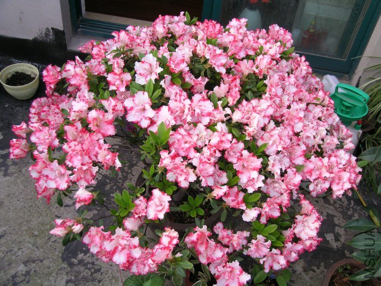 DSCN5251.JPG