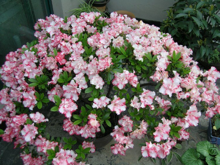 DSCN5268.JPG