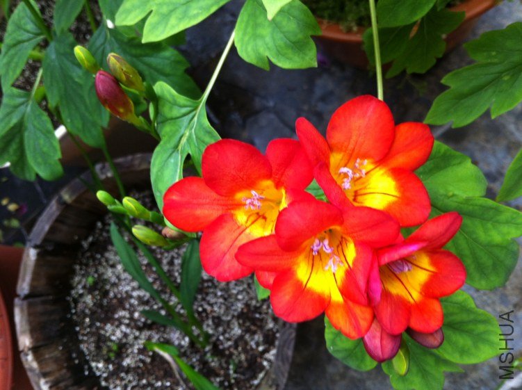 ���ⷿ�Ļ���Ƭ 017.jpg