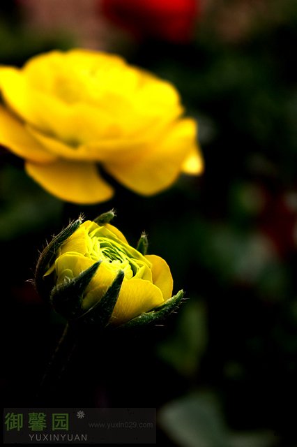 IMGP3893.jpg