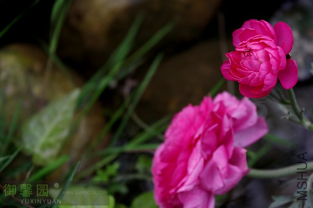 IMGP3915.jpg