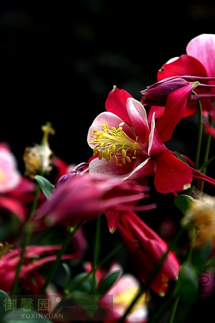 IMGP3906.jpg