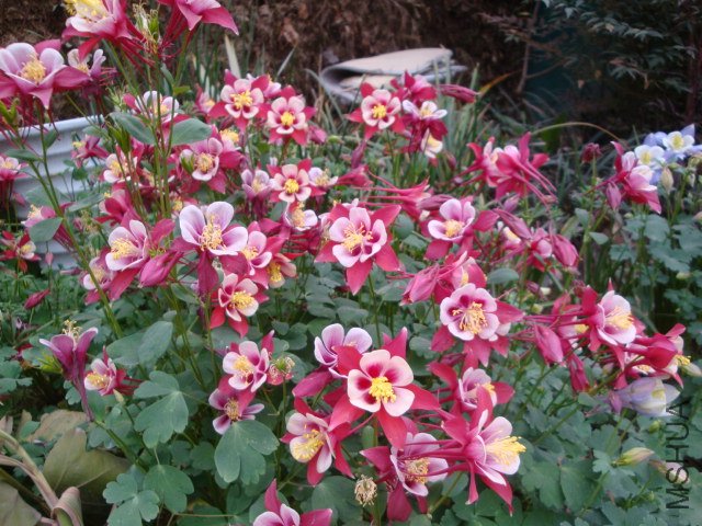DSC00005.JPG