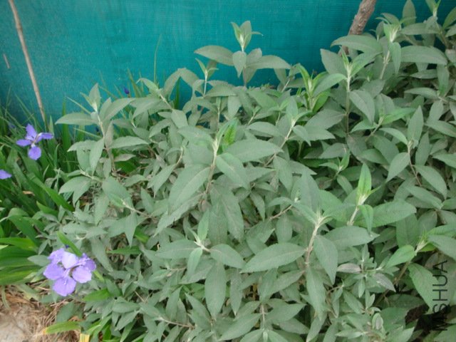 DSC00015.JPG