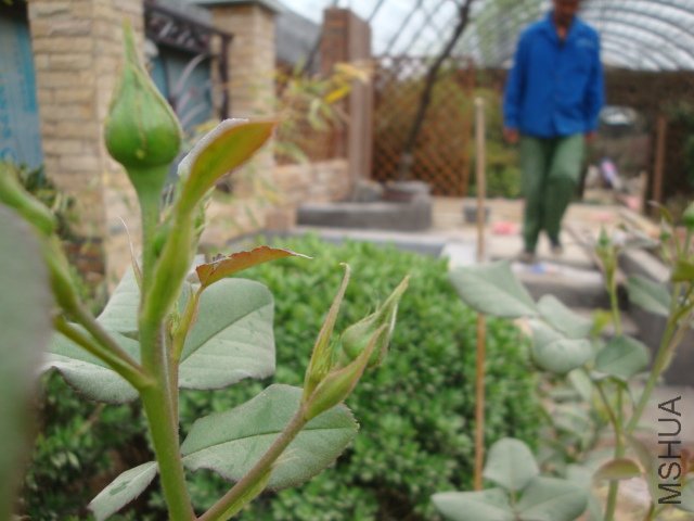 DSC00040.JPG