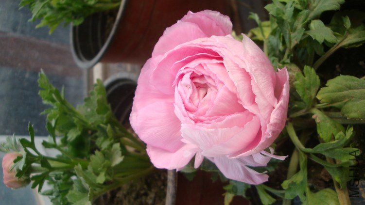 DSC09896.JPG