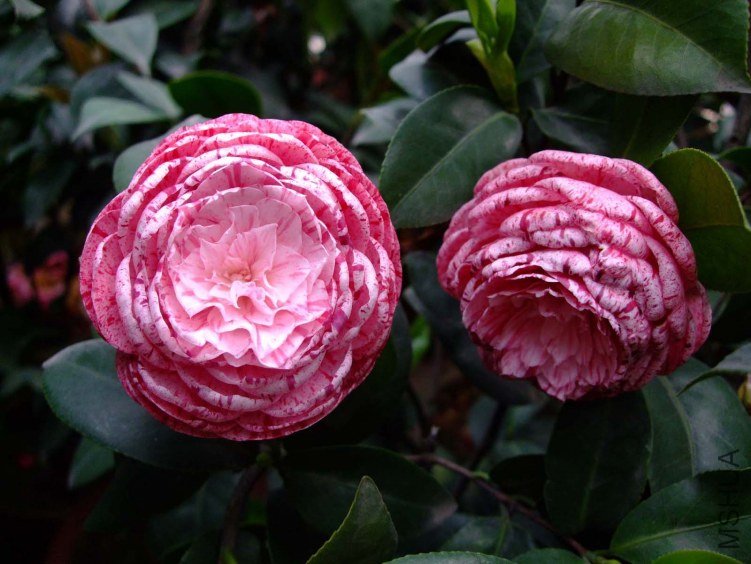 ������ 2012-4-19f 015.jpg