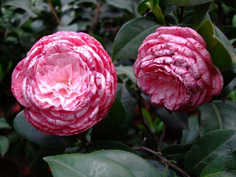 ������ 2012-4-19f 016.jpg