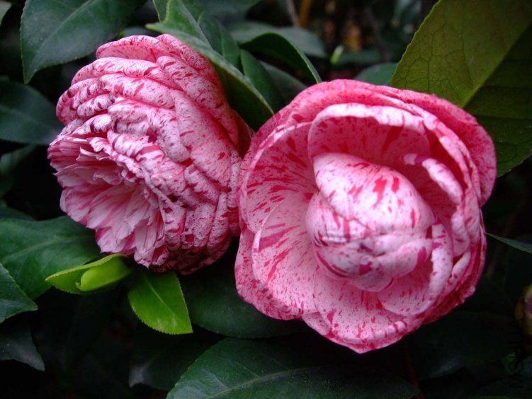 ������ 2012-4-19f 017.jpg
