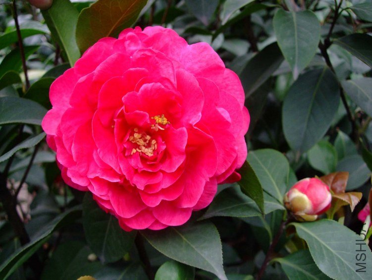 ����Ƥ�� 2012-4-19f 014.jpg