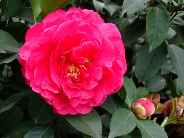 ����Ƥ�� 2012-4-19f 030.jpg