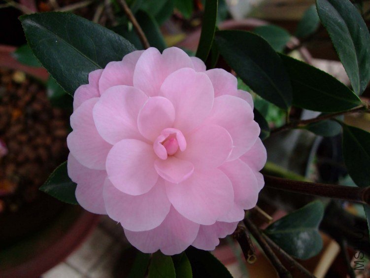 ��Ħ�� 2012-4-19f 009.jpg