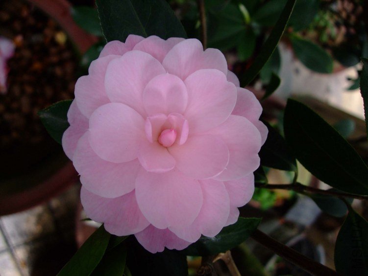 ��Ħ�� 2012-4-19f 028.jpg