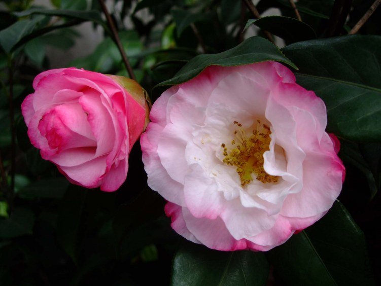 ʥ�� 2012-4-19f 011.jpg
