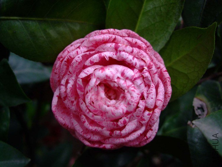������ 2012-4-18f 058.jpg