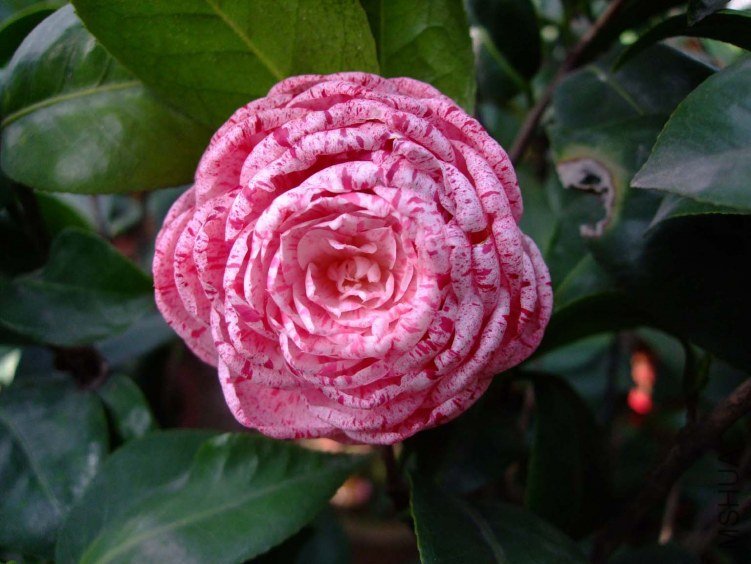 ������ 2012-4-18f 063.jpg